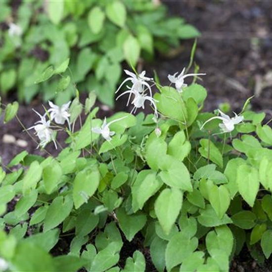 Epimedium youngianum (x) 'Niveum'