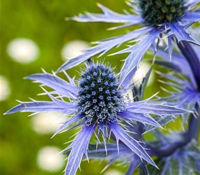 Eryngium planum 'Blauer Zwerg'