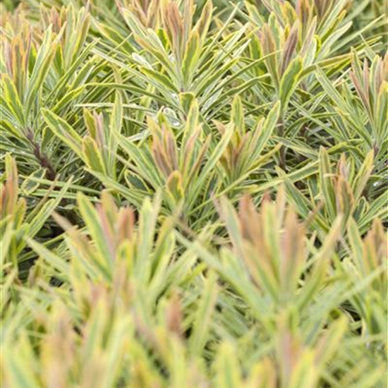 Euphorbia 'Ascot Rainbow'