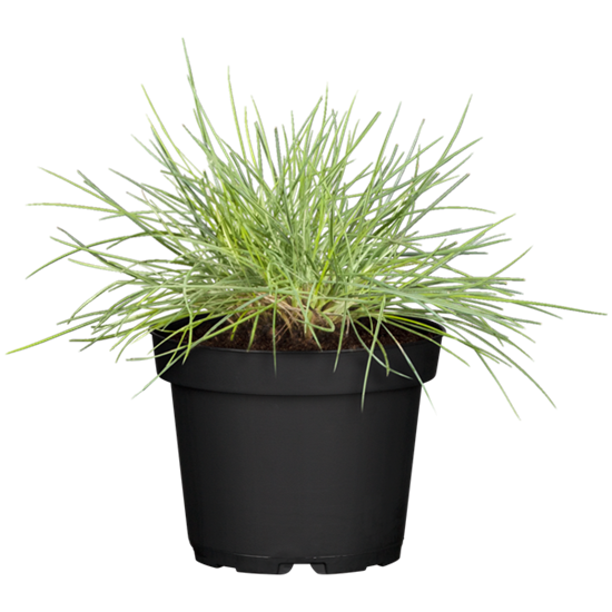 Festuca glauca 'Elijah Blue'