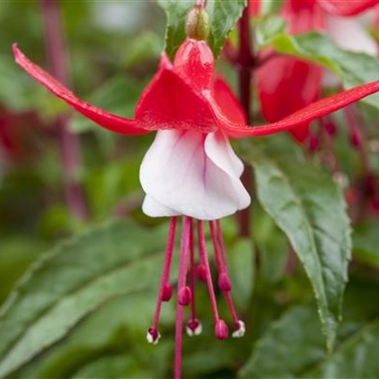 Fuchsia 'Madame Cornelissen'