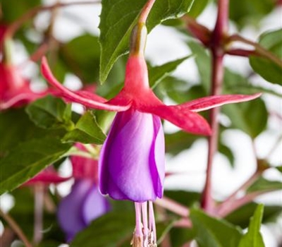 Fuchsia 'Mrs Popple'