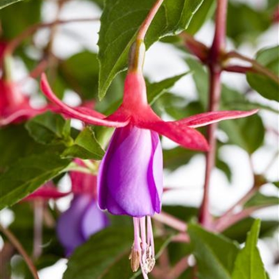 Fuchsia 'Mrs Popple'