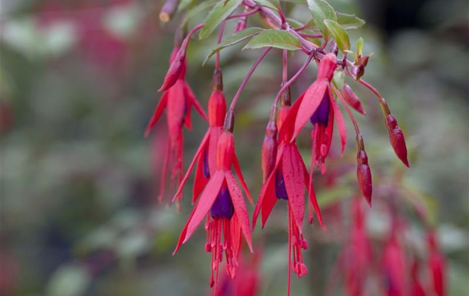 Fuchsia magellanica var. gracilis