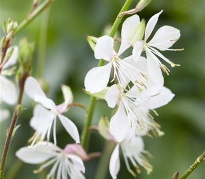 Gaura lindheimeri 'Whirling Butterflies'