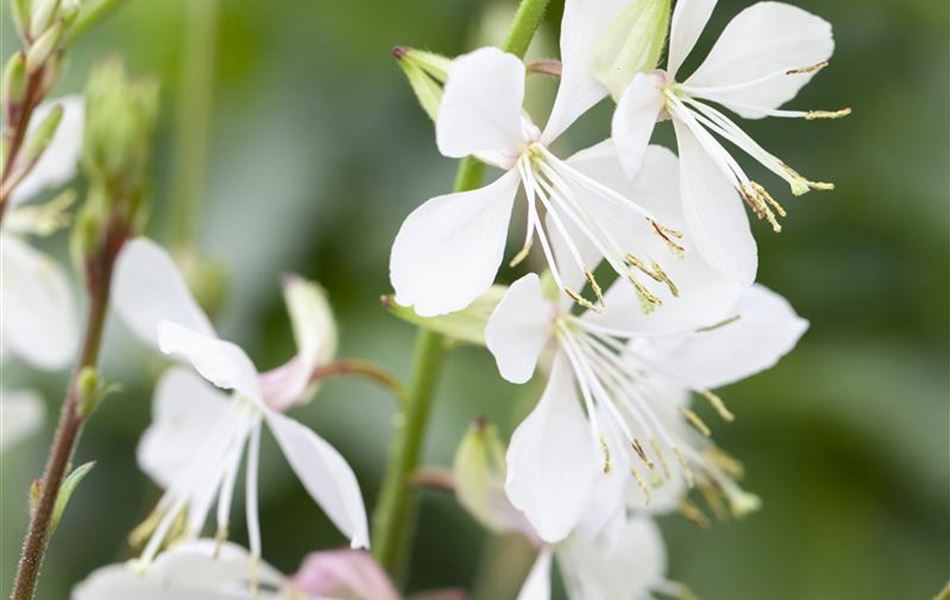 Gaura lindheimeri 'Whirling Butterflies'