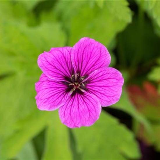 Geranium 'Ann Folkard'