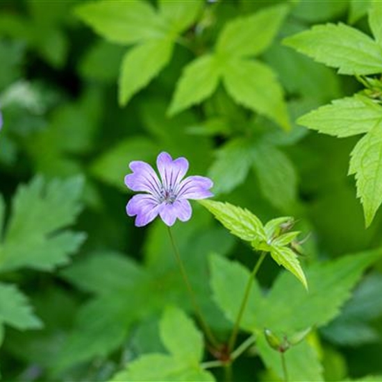 Geranium nodosum