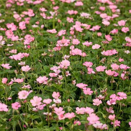 Geranium oxonianum (x) 'Claridge Druce'