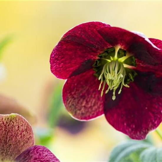 Helleborus orientalis Red Hybrids