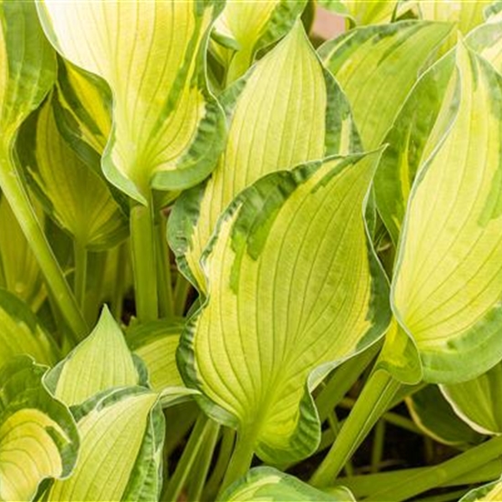 Hosta 'Fortunei Albopicta'