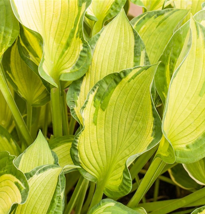 Hosta, Funkie