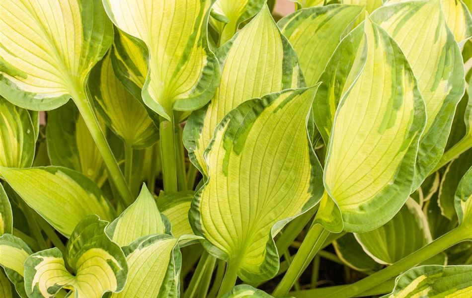 Hosta 'Fortunei Albopicta'