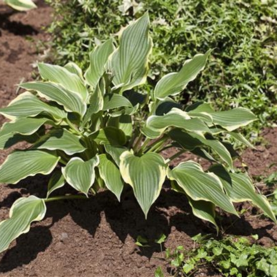 Hosta 'Fortunei Aureomarginata'