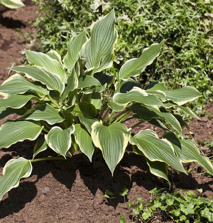 Hosta, Funkie