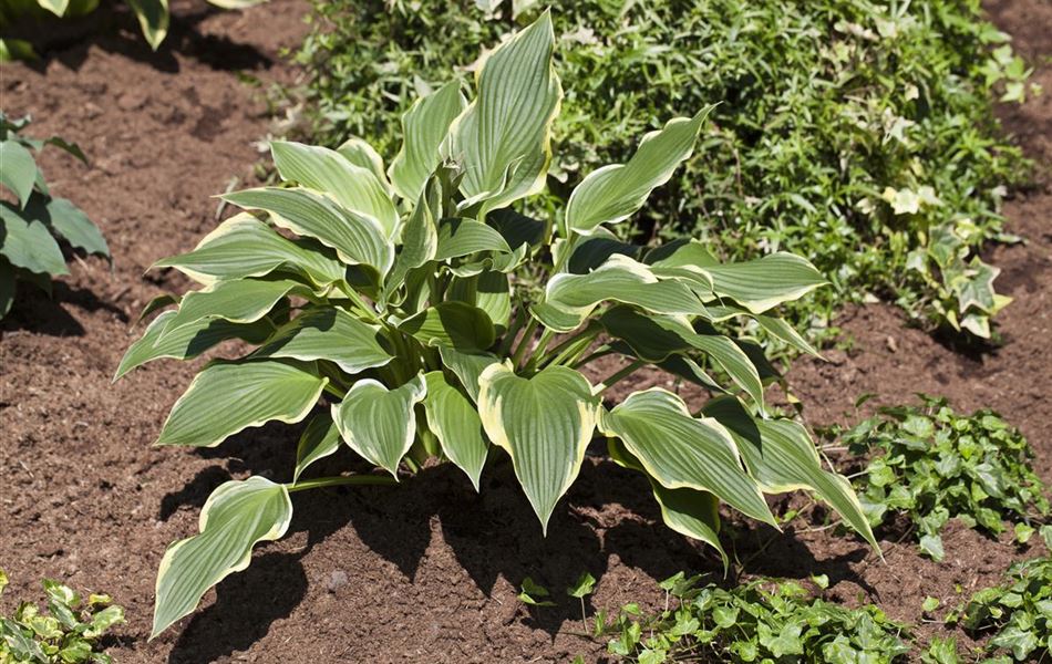 Hosta 'Fortunei Aureomarginata'