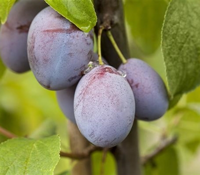 Prunus domestica 'Cacaks Schöne'