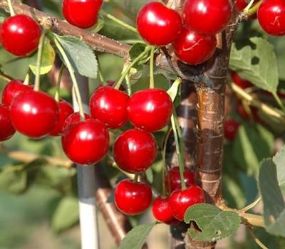 Prunus cerasus 'Hallauer Aemli'