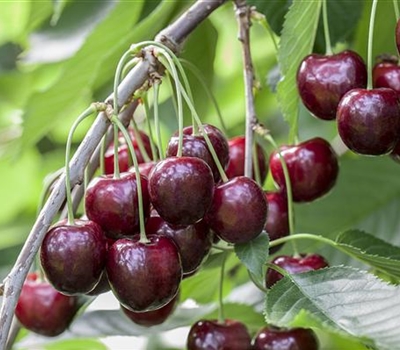 Prunus avium 'Sunburst'