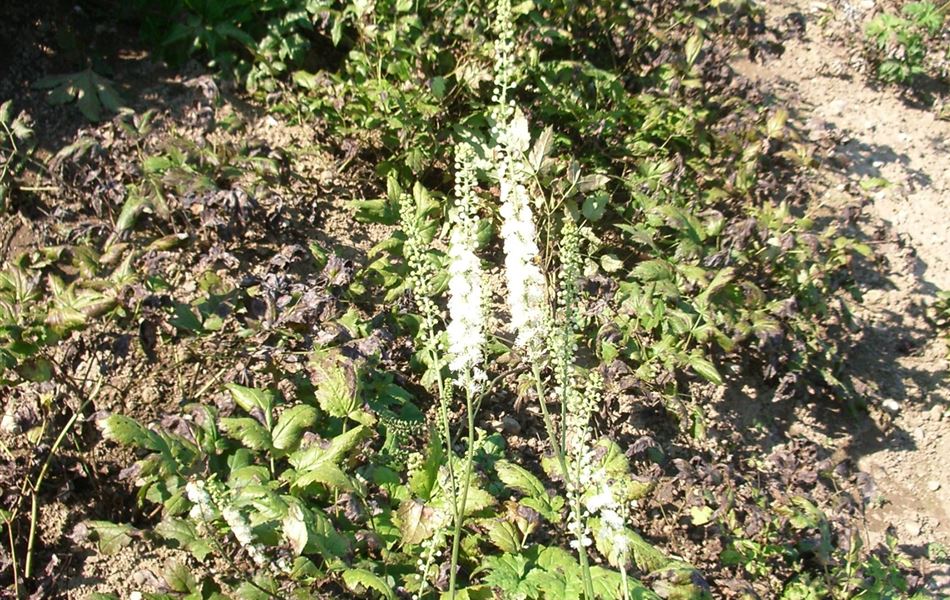 Actaea racemosa