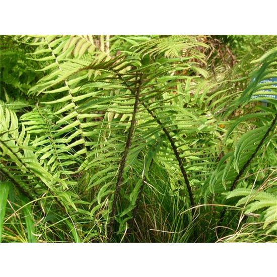 Dryopteris atrata