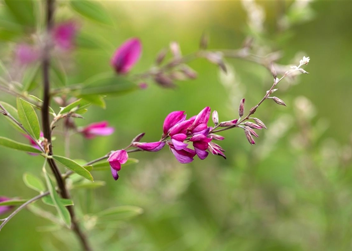 Lespedeza thunbergii