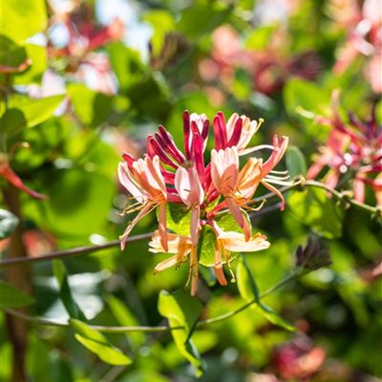 Lonicera heckrottii (x) 'Goldflame'