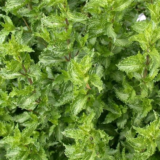 Mentha spicata 'Crispa'