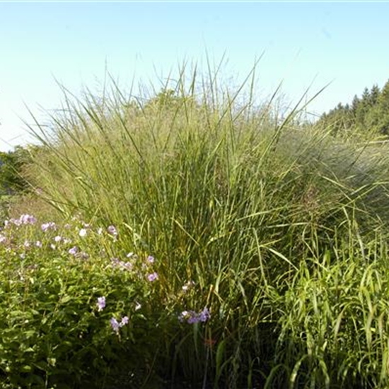 Panicum virgatum 'Cloud Nine'