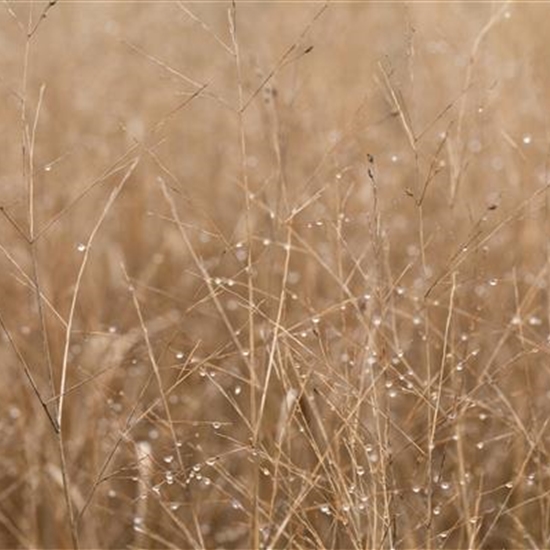 Panicum virgatum 'Heavy Metal'