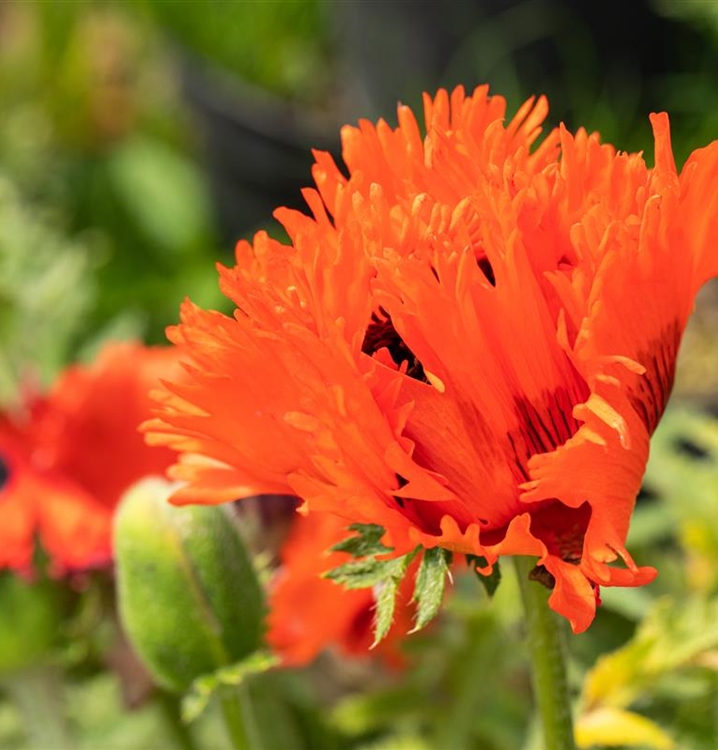 Türkischer Mohn