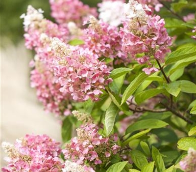 Hydrangea paniculata 'Pinky Winky'