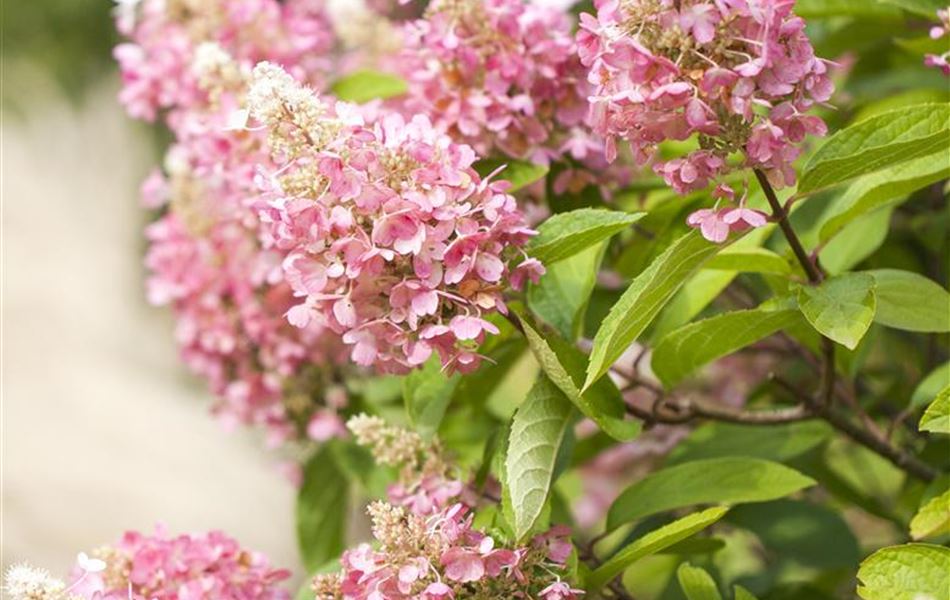 Hydrangea paniculata 'Pinky Winky'