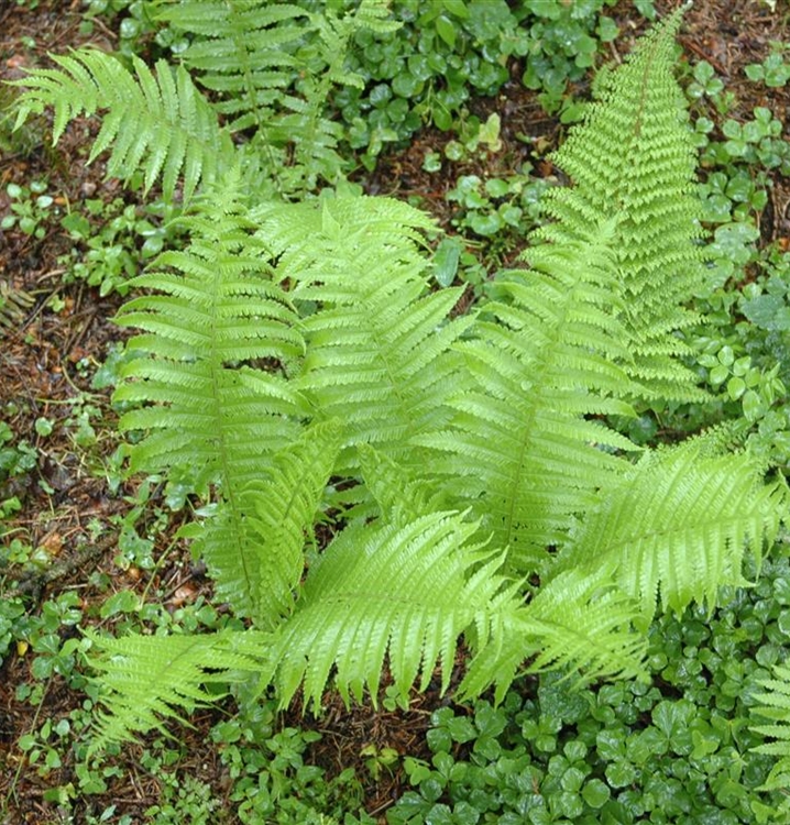 Borstiger Schildfarn