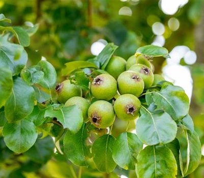 Pyrus communis 'Büschelibirne'