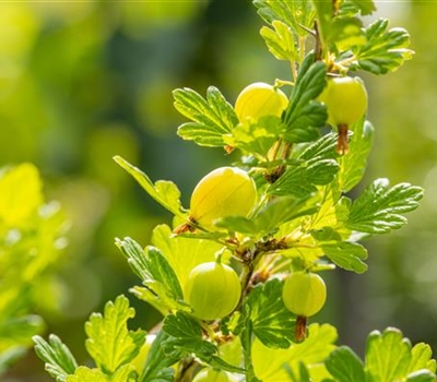 Ribes uva-crispa 'Hinnonmäki Gelb'