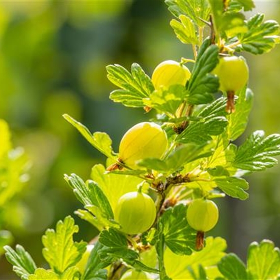 Ribes uva-crispa 'Hinnonmäki Gelb'