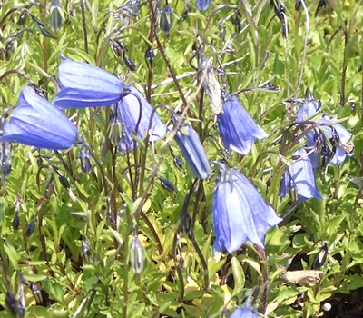 Campanula cochleariifolia 'Bavaria Blue'