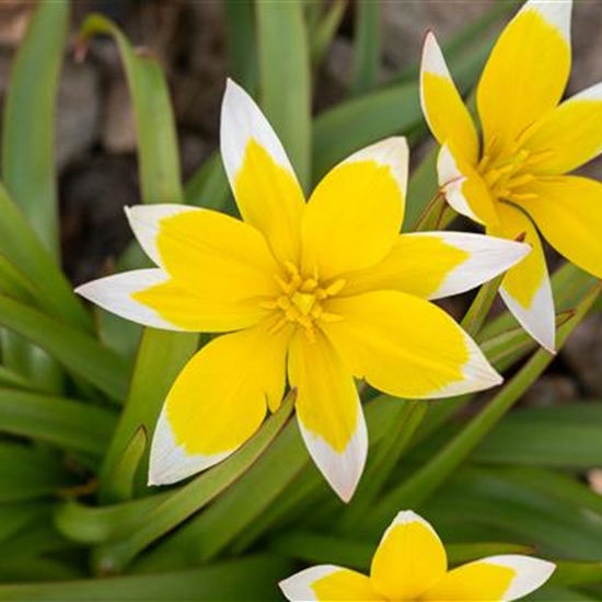 Tulipa tarda