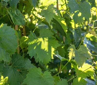 Vitis vinifera 'Muscat Bleu'