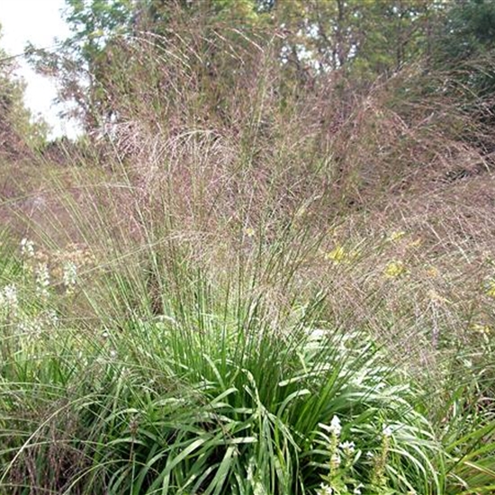 Molinia arundinacea 'Transparent'