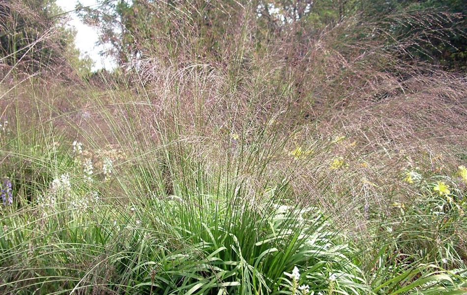 Molinia arundinacea 'Transparent'