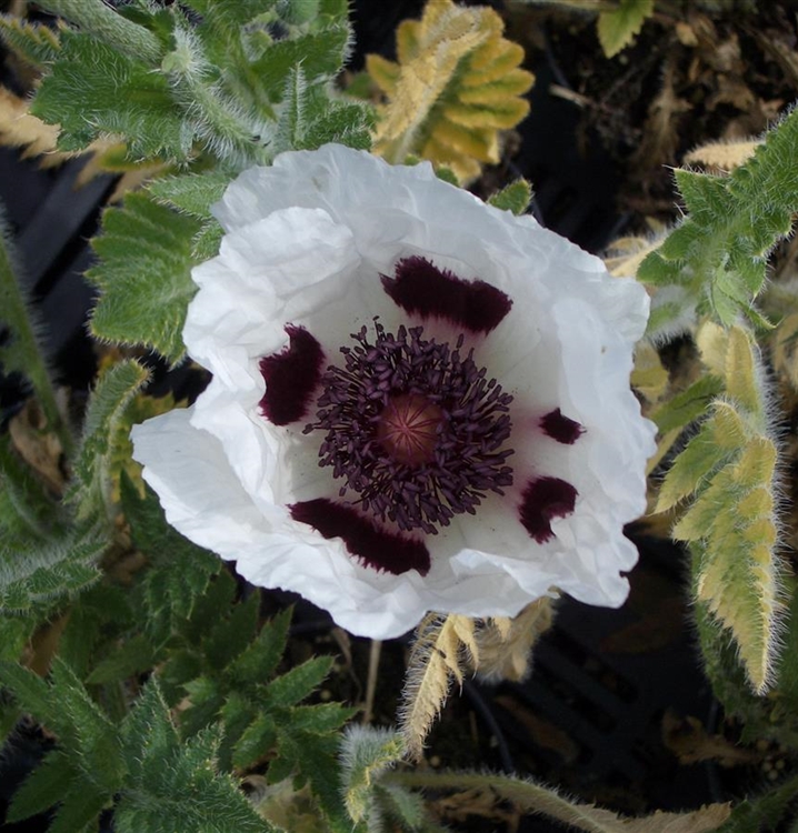 Türkischer Mohn