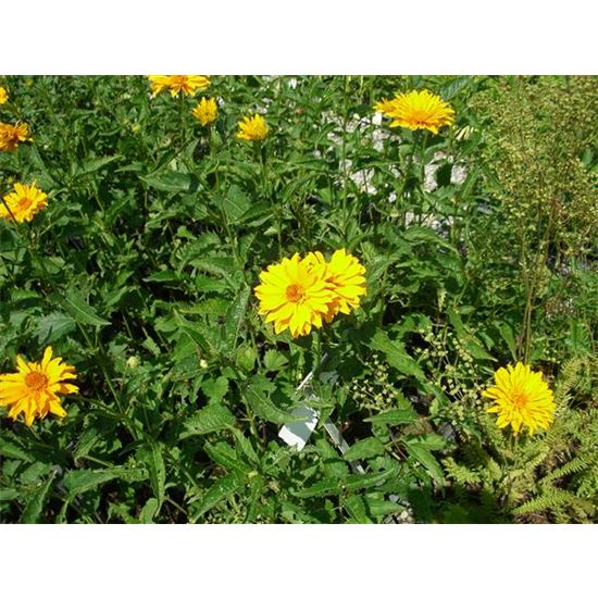 Heliopsis helianthoides 'Spitzentänzerin'