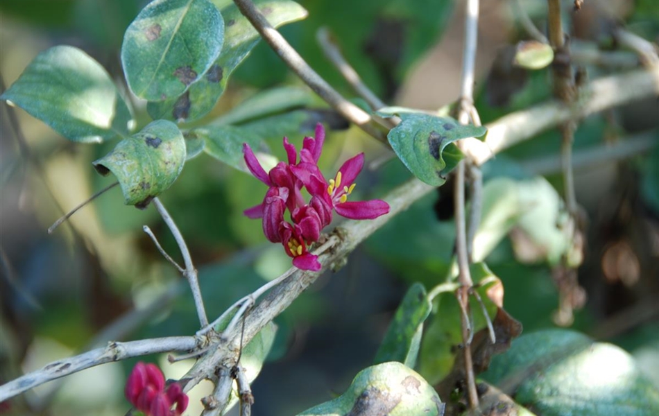 Lonicera tatarica 'Hack's Red'