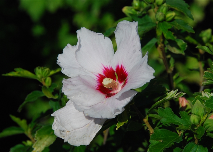 Hibiscus syriacus 'Monstrosus'