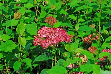 Hydrangea arborescens 'Invincibelle'