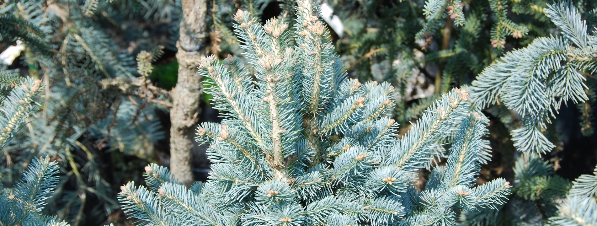 Abies lasiocarpa 'Compacta'