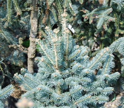 Abies lasiocarpa 'Compacta'