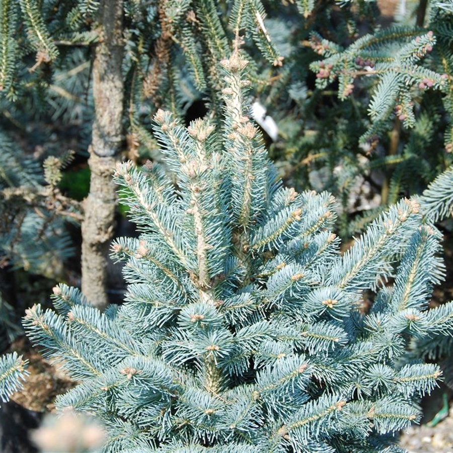 Abies lasiocarpa 'Compacta'